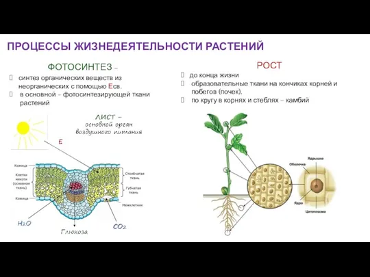 ФОТОСИНТЕЗ – синтез органических веществ из неорганических с помощью Есв.