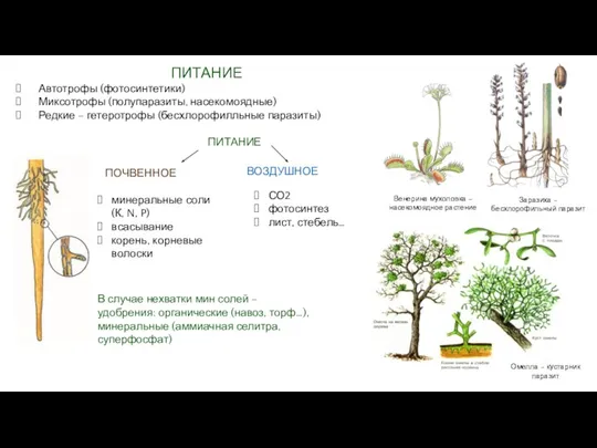 ПИТАНИЕ Автотрофы (фотосинтетики) Миксотрофы (полупаразиты, насекомоядные) Редкие – гетеротрофы (бесхлорофилльные