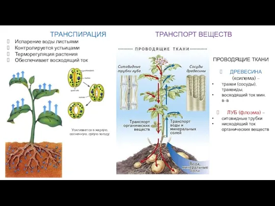 ТРАНСПИРАЦИЯ Испарение воды листьями Контролируется устьицами Терморегуляция растения Обеспечивает восходящий