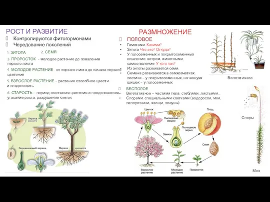 РОСТ И РАЗВИТИЕ Контролируются фитогормонами Чередование поколений РАЗМНОЖЕНИЕ 1. ЗИГОТА