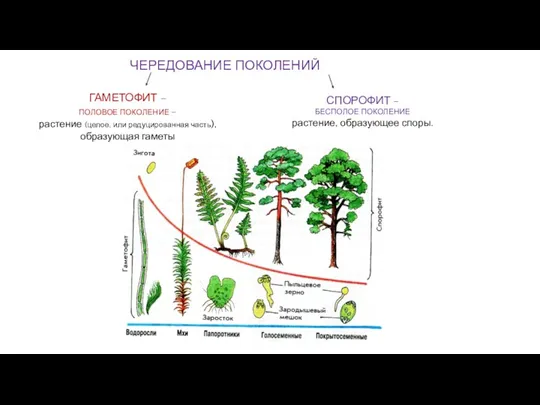 ЧЕРЕДОВАНИЕ ПОКОЛЕНИЙ ГАМЕТОФИТ – ПОЛОВОЕ ПОКОЛЕНИЕ - растение (целое, или