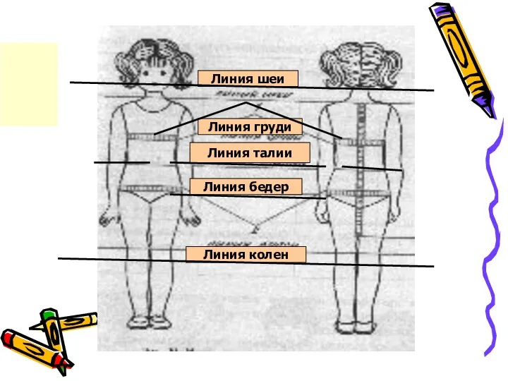 Линия груди Линия талии Линия бедер Линия шеи Линия колен