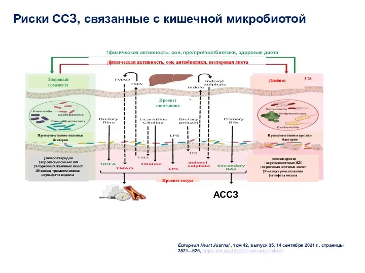 Риски ССЗ, связанные с кишечной микробиотой European Heart Journal ,