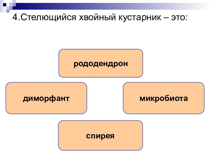 4.Стелющийся хвойный кустарник – это: микробиота рододендрон диморфант спирея