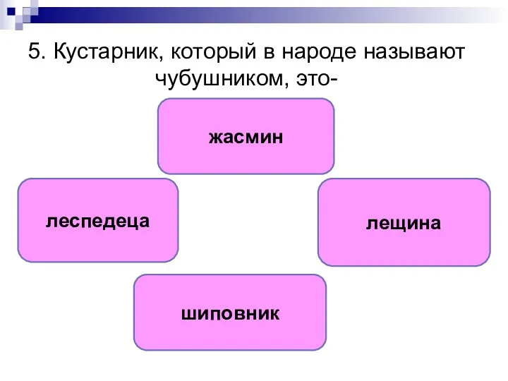 5. Кустарник, который в народе называют чубушником, это- жасмин лещина леспедеца шиповник