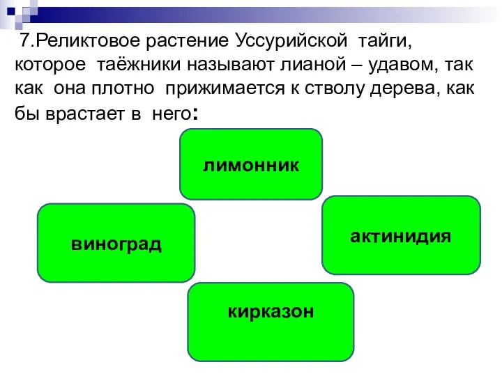 7.Реликтовое растение Уссурийской тайги, которое таёжники называют лианой – удавом, так как она