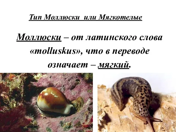 Тип Моллюски или Мягкотелые Моллюски – от латинского слова «molluskus», что в переводе означает – мягкий.