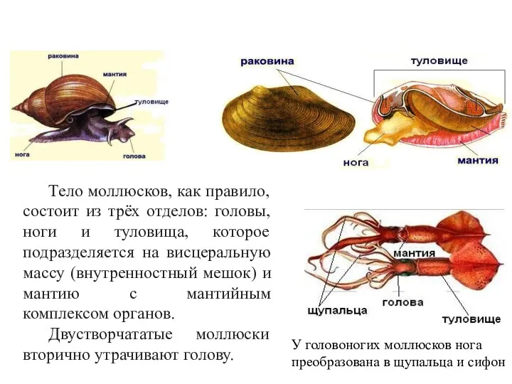 Тело моллюсков, как правило, состоит из трёх отделов: головы, ноги и туловища, которое