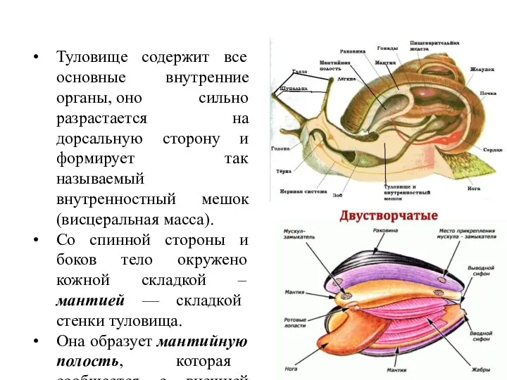 Туловище содержит все основные внутренние органы, оно сильно разрастается на дорсальную сторону и