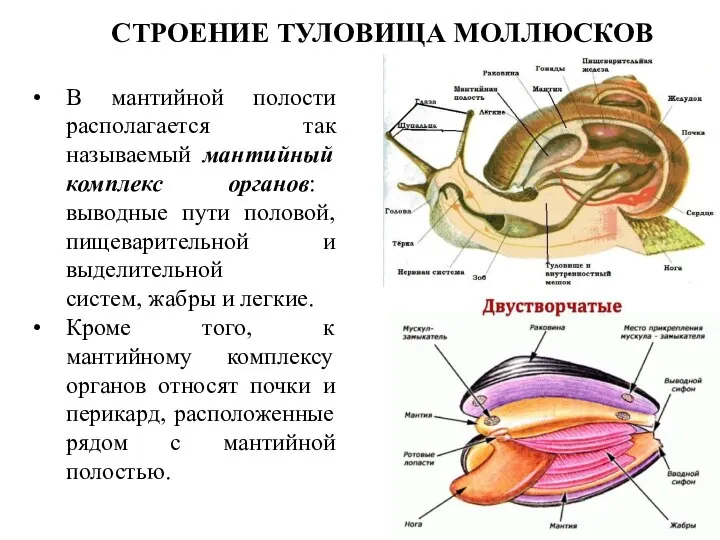 СТРОЕНИЕ ТУЛОВИЩА МОЛЛЮСКОВ В мантийной полости располагается так называемый мантийный комплекс органов: выводные