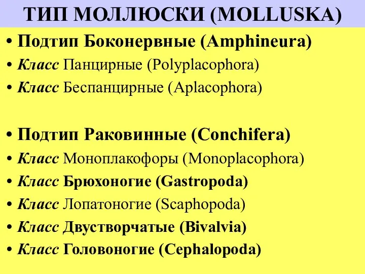 ТИП МОЛЛЮСКИ (MOLLUSKA) Подтип Боконервные (Amphineura) Класс Панцирные (Polyplacophora) Класс Беспанцирные (Aplacophora) Подтип