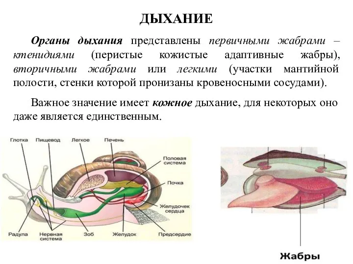 ДЫХАНИЕ Важное значение имеет кожное дыхание, для некоторых оно даже является единственным. Органы