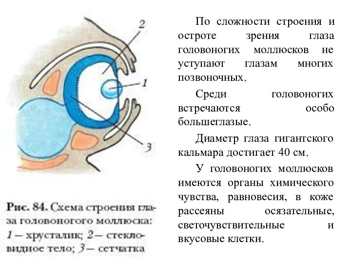 По сложности строения и остроте зрения глаза головоногих моллюсков не уступают глазам многих