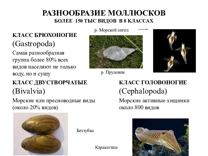 РАЗНООБРАЗИЕ МОЛЛЮСКОВ БОЛЕЕ 150 ТЫС ВИДОВ В 8 КЛАССАХ КЛАСС