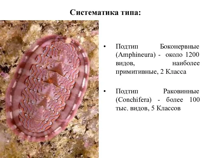 Систематика типа: Подтип Боконервные (Amphineura) - около 1200 видов, наиболее примитивные, 2 Класса