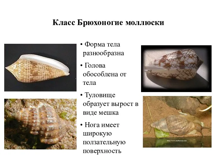 Класс Брюхоногие моллюски Форма тела разнообразна Голова обособлена от тела Туловище образует вырост