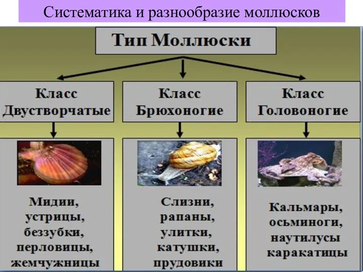 Систематика и разнообразие моллюсков