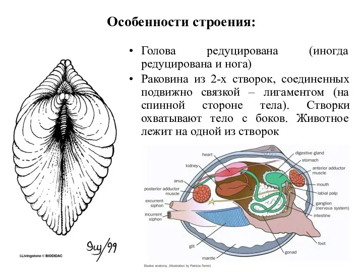 Особенности строения: Голова редуцирована (иногда редуцирована и нога) Раковина из 2-х створок, соединенных