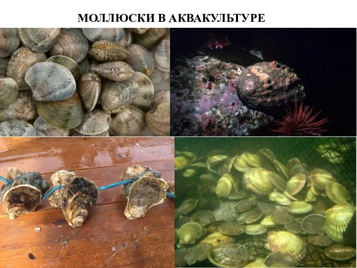 МОЛЛЮСКИ В АКВАКУЛЬТУРЕ