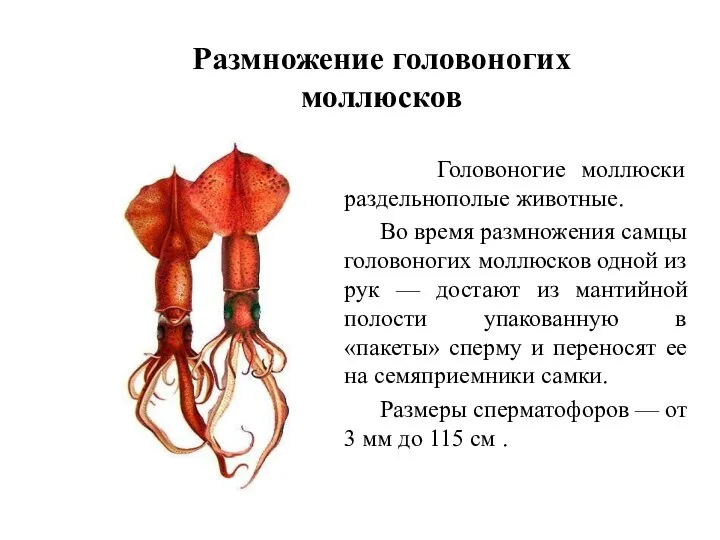 Размножение головоногих моллюсков Головоногие моллюски раздельнополые животные. Во время размножения
