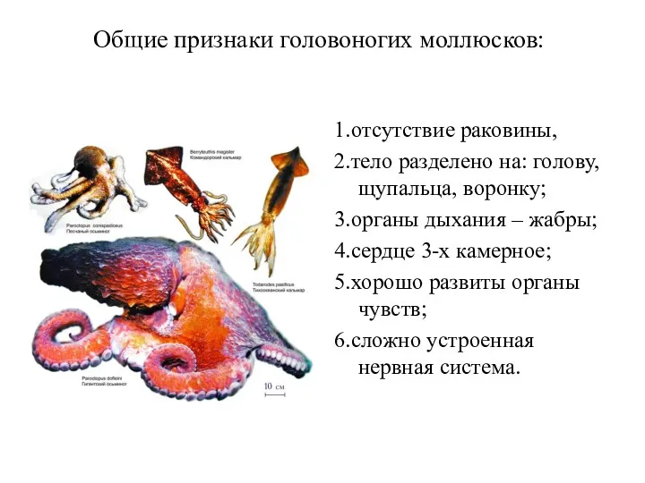 Общие признаки головоногих моллюсков: 1.отсутствие раковины, 2.тело разделено на: голову, щупальца, воронку; 3.органы