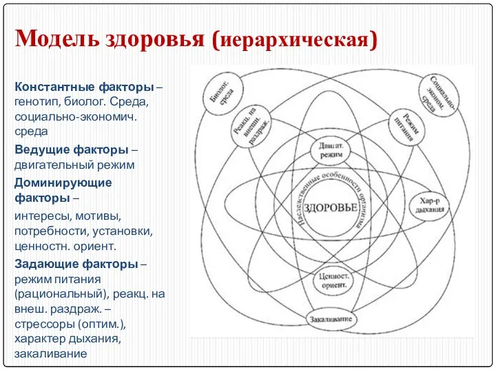 Модель здоровья (иерархическая) Константные факторы – генотип, биолог. Среда, социально-экономич.