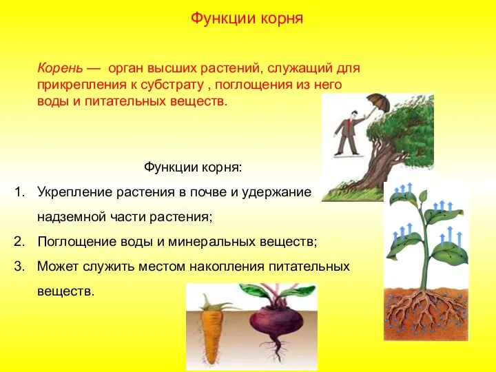 Корень — орган высших растений, служащий для прикрепления к субстрату
