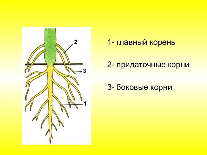 1- главный корень 2- придаточные корни 3- боковые корни