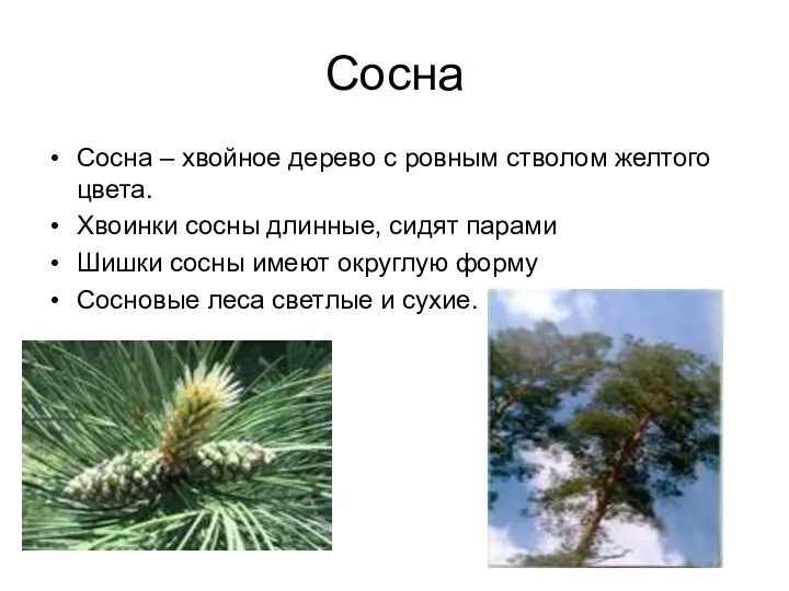 Сосна Сосна – хвойное дерево с ровным стволом желтого цвета.