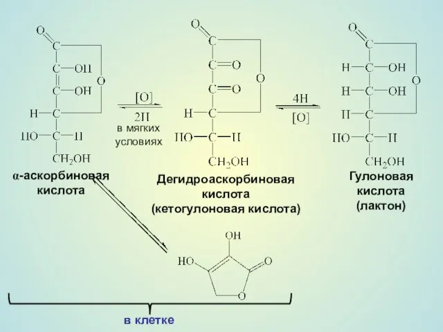 в мягких условиях Дегидроаскорбиновая кислота (кетогулоновая кислота) Гулоновая кислота (лактон) α-аскорбиновая кислота в клетке