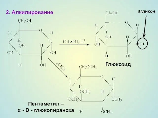 2. Алкилирование агликон Глюкозид Пентаметил – α - D - глюкопираноза