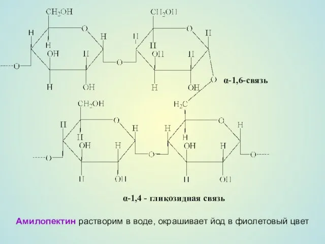 α-1,6-связь α-1,4 - гликозидная связь Амилопектин растворим в воде, окрашивает йод в фиолетовый цвет
