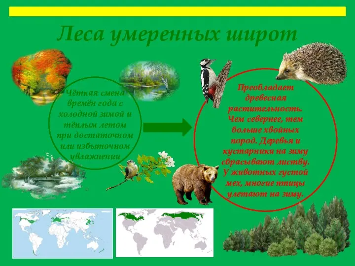 Леса умеренных широт Чёткая смена времён года с холодной зимой