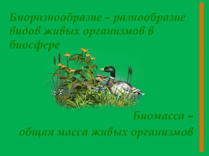 Биоразнообразие – разнообразие видов живых организмов в биосфере Биомасса – общая масса живых организмов