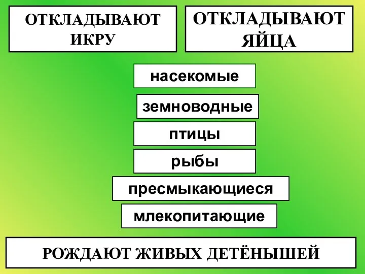 ОТКЛАДЫВАЮТ ИКРУ ОТКЛАДЫВАЮТ ЯЙЦА РОЖДАЮТ ЖИВЫХ ДЕТЁНЫШЕЙ насекомые рыбы птицы пресмыкающиеся млекопитающие земноводные