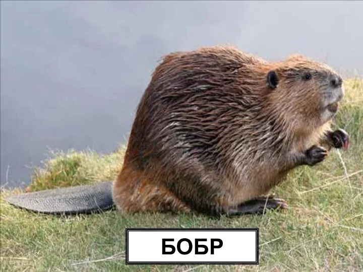 БОБР