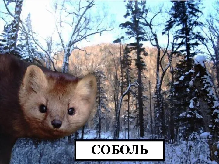 СОБОЛЬ