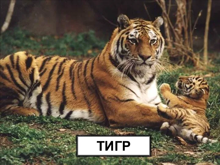 ТИГР