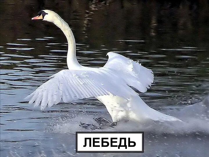 ЛЕБЕДЬ