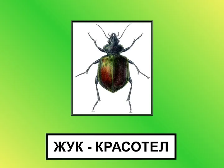 ЖУК - КРАСОТЕЛ