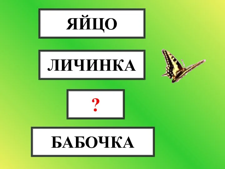 ЯЙЦО ЛИЧИНКА КУКОЛКА БАБОЧКА ?