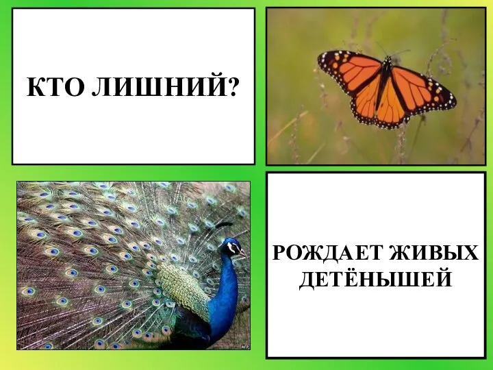 РОЖДАЕТ ЖИВЫХ ДЕТЁНЫШЕЙ КТО ЛИШНИЙ?