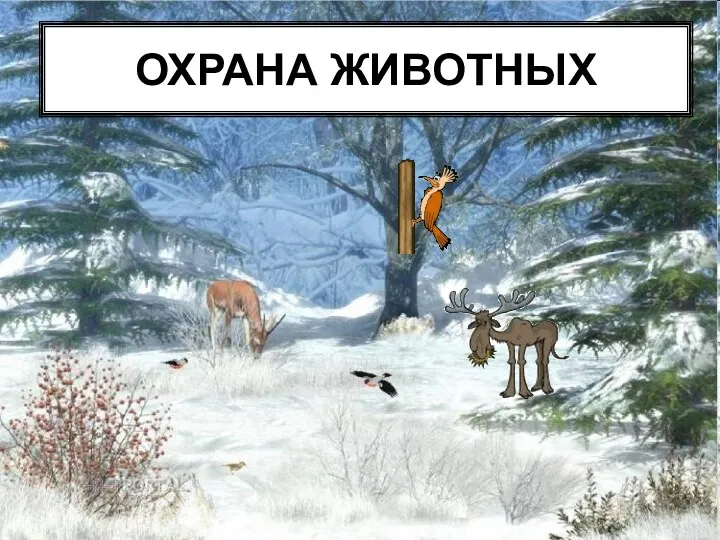 ОХРАНА ЖИВОТНЫХ