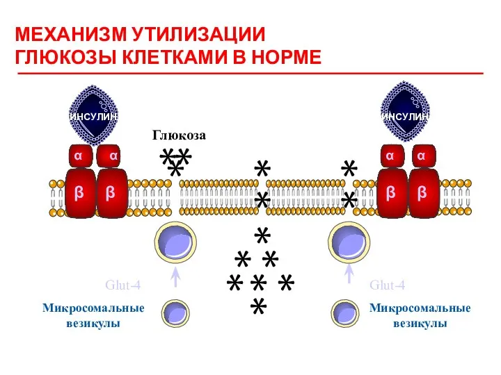 МЕХАНИЗМ УТИЛИЗАЦИИ ГЛЮКОЗЫ КЛЕТКАМИ В НОРМЕ α α β β