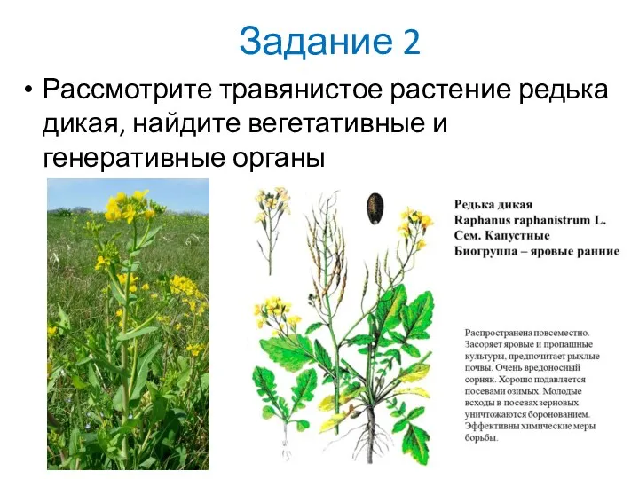 Задание 2 Рассмотрите травянистое растение редька дикая, найдите вегетативные и генеративные органы