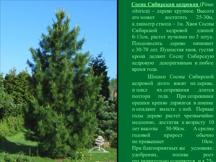 Сосна Сибирская кедровая (Pinus sibirica) – дерево крупное. Высота его может достигать 25-30м,