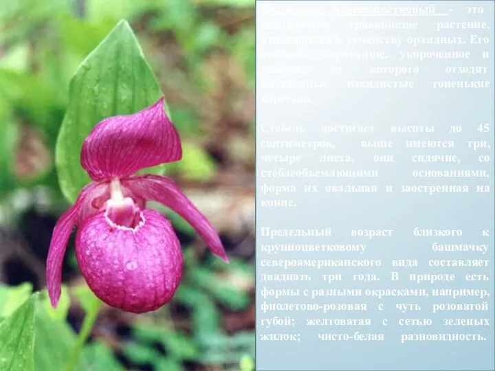 Башмачок крупноцветковый - это многолетнее травянистое растение, относящееся к семейству орхидных. Его основное