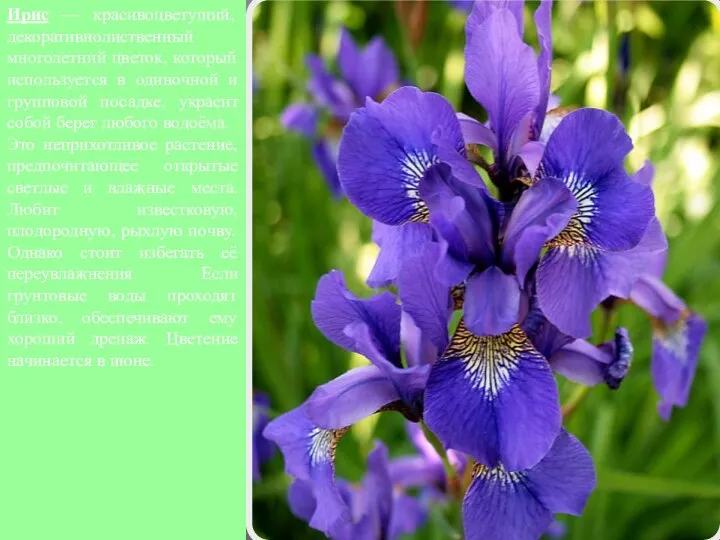 Ирис — красивоцветущий, декоративнолиственный многолетний цветок, который используется в одиночной и групповой посадке,