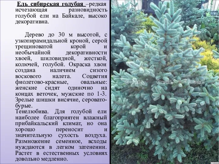 Ель сибирская голубая –редкая исчезающая разновидность голубой ели на Байкале, высоко декоративна. Дерево