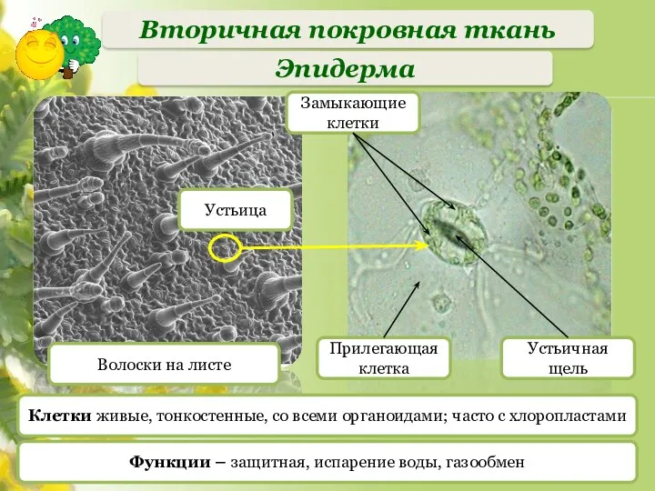 Эпидерма Волоски на листе Устьица Клетки живые, тонкостенные, со всеми